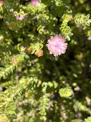 Diastella divaricata divaricata