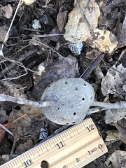 Callirhytis quercussuttoni