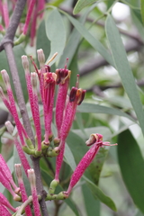 Tapinanthus dependens