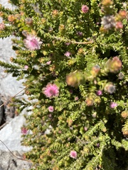 Diastella divaricata divaricata