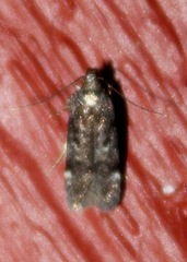 Chionodes formosella