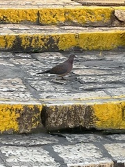 Streptopelia senegalensis