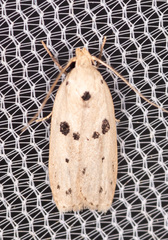 Scythropiodes issikii
