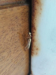 Paramantispa prolixa