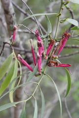 Tapinanthus dependens