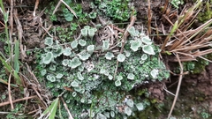 Cladonia chlorophaea