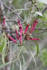 Tapinanthus dependens