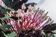 Clerodendrum quadriloculare