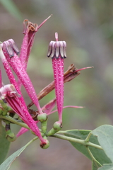 Tapinanthus dependens