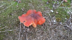 Hygrocybe conicoides