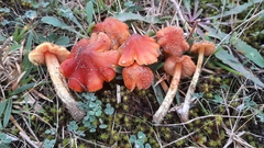 Hygrocybe conicoides