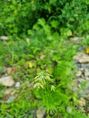Asperula molluginoides
