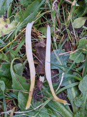 Clavaria flavipes