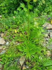 Asperula molluginoides