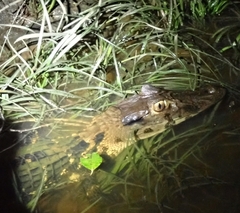 Melanosuchus niger