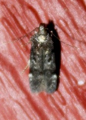 Chionodes formosella