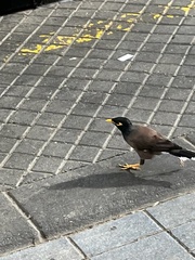 Acridotheres tristis