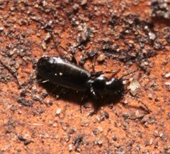 Microlestes