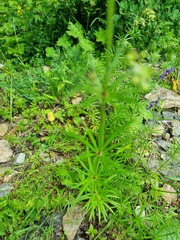 Asperula molluginoides