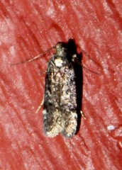 Chionodes formosella