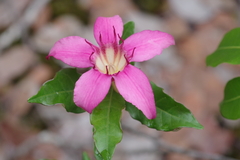Strophanthus welwitschii