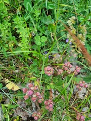 Sempervivum caucasicum