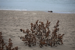 Xanthium orientale italicum