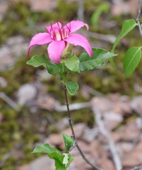 Strophanthus welwitschii