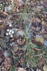 Seseli annuum