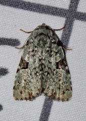 Leuconycta diphteroides