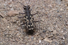 Cylindera chiliensis