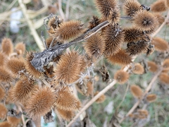 Xanthium orientale italicum