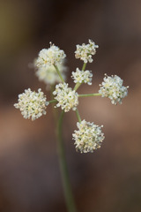 Seseli annuum