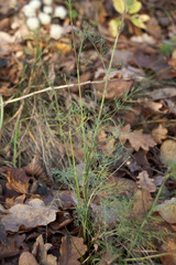 Seseli annuum