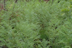 Pteridium centrali-africanum