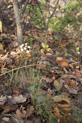 Seseli annuum