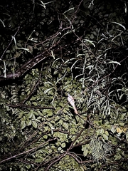 Terpsiphone paradisi