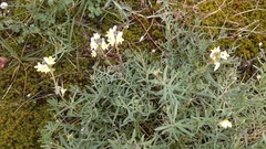 Linaria supina maritima