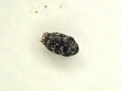 Anthrenocerus australis