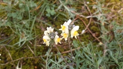 Linaria supina maritima