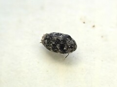 Anthrenocerus australis