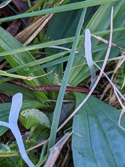 Clavaria acuta