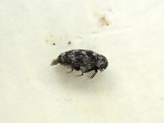 Anthrenocerus australis