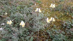 Linaria supina maritima