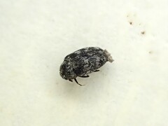 Anthrenocerus australis