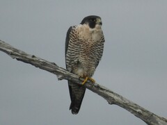 Falco peregrinus anatum