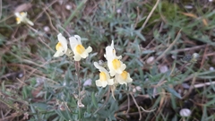 Linaria supina maritima