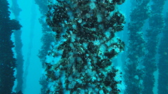 Actinothoe sphyrodeta