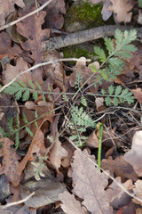 Tanacetum corymbosum