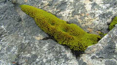 Hypodontium pomiforme